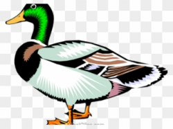 Free PNG Duck Clip Art Download , Page 6 - PinClipart