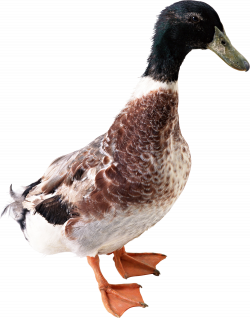 Duck PNG image free download