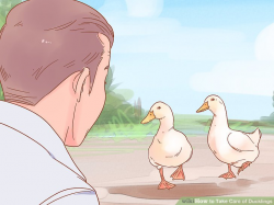 How to Take Care of Ducklings (with Pictures) - wikiHow