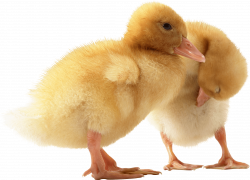 two cute little Ducklings PNG Image - PurePNG | Free transparent CC0 ...