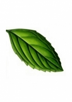 Public Domain Clip Art Image | Illustration of a green leaf | ID ...