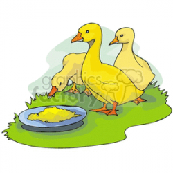 Ducklings Feeding clipart. Royalty-free clipart # 128363