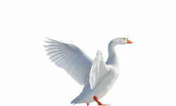 Goose Flying PNG Image - PurePNG | Free transparent CC0 PNG Image ...