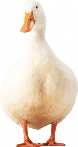 white duck png - Free PNG Images | TOPpng
