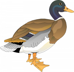 Realistic Clipart Duck Free collection | Download and share ...