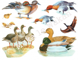 Ducks Clipart, Watercolor Ducks, Vintage Ducks Clipart, Farmyard Animal  Clipart, Bird Clipart, Printable Clipart
