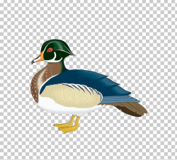 Wood Duck Mallard PNG, Clipart, Animals, Beak, Bird, Boy ...