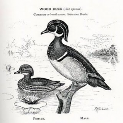 Wood duck drawing. | Ducks Make Everything Better | Duck ...
