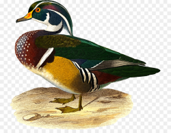 Wood Background clipart - Duck, Bird, Feather, transparent ...