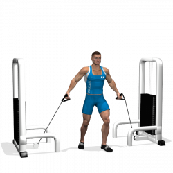 LOW CABLE CROSSOVER INVOLVED MUSCLES DURING THE TRAINING CHEST ...