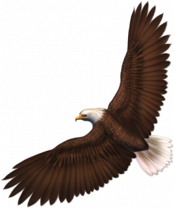 Eagle Format: PNG image with alpha (transparent) Resolution ...