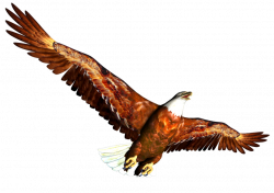 Eagle Clipart - Clipartion.com