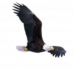 Eagle PNG Transparent Images | PNG All