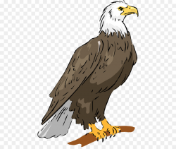 Eagle Bird clipart - Eagle, Bird, Feather, transparent clip art