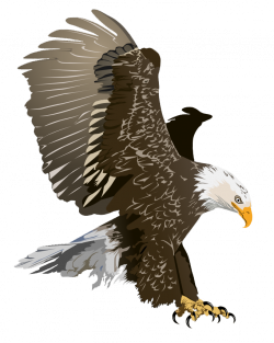 Free Eagle Clip Art Pictures - Clipartix