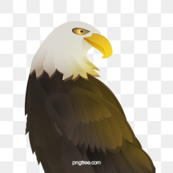 Eagle Png, Vector, PSD, and Clipart With Transparent ...