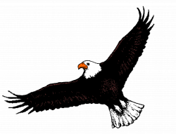 28+ Collection of Bald Eagle Flying Clipart | High quality, free ...