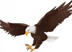 HD Bald Eagle Clipart Face - Eagle Flying Realistic Drawing ...