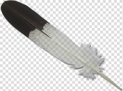 Bald Eagle Eagle feather law , feather transparent ...