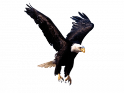 eagle png - Free PNG Images | TOPpng
