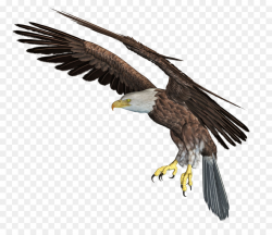 Bird Cartoon clipart - Eagle, Bird, Wing, transparent clip art