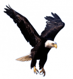 Eagle Landing transparent PNG - StickPNG