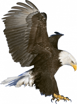 Eagle Claws transparent PNG - StickPNG