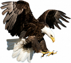 eagle - Sticker by Taliafera