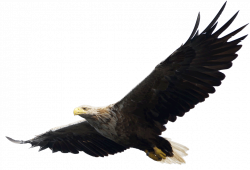Majestic Bald Eagle flying PNG Image - PurePNG | Free transparent ...