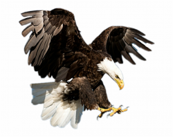 Eagle Clipart Majestic - Eagle Sticker Picsart, Transparent ...