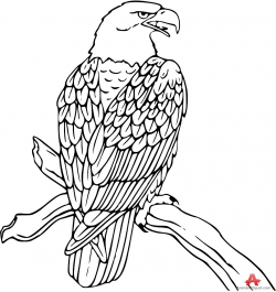 Free Eagle Outline Cliparts, Download Free Clip Art, Free ...