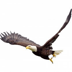 Bald Eagle Clipart Soaring Eagle #2363072