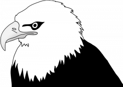 Bald Eagle Drawings