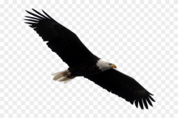Stellers Sea Eagle Clipart Transparent - Bald Eagles White ...