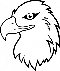 White-tailed Eagle clipart eagle head - Pencil and in color white ...