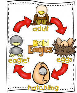 Eagle Life Cycle & Mini-Unit (free; from First Grade Wow) | Bald ...