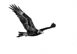 Wedge Tailed Eagle Drawing - ClipArt Best | Animals & Birds ...