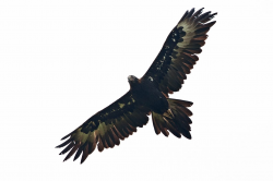 Wedge tailed Eagle | ink | Wedge tailed eagle, Eagle ...