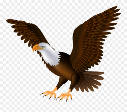 Bird,Eagle,Bird of prey,Beak,Accipitridae,Golden eagle ...