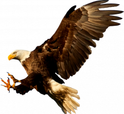Eagle,Wildlife,Bald Eagle PNG Clipart - Royalty Free SVG / PNG