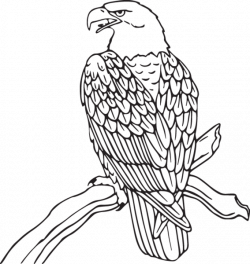 333RA - Eagle on branch | Clip Art from OldCuts.co | Pinterest ...