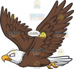 A flying bald eagle