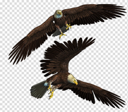 Eagles , two brown eagles transparent background PNG clipart ...