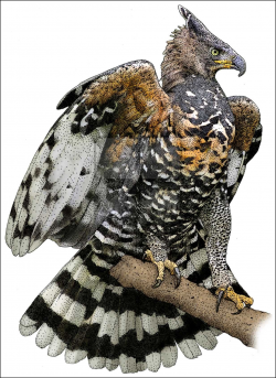 Crowned eagle | Pretty bird! | African crowned eagle, Birds ...