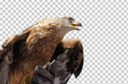 Golden Eagle PNG, Clipart, Animals, Birds, Eagles Free PNG ...