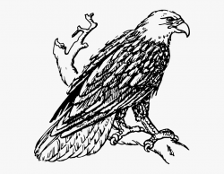 Bald Flying Drawing At Getdrawings Com Free - Golden Eagle ...