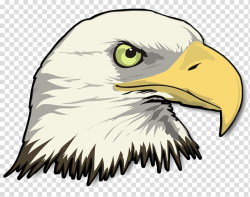 Bald Eagle Drawing , eagle transparent background PNG ...