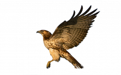 Flying Hawk Clipart#4757917 - Shop of Clipart Library