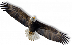 Bald Eagle Flight Clip art - Hawk 1067*675 transprent Png Free ...
