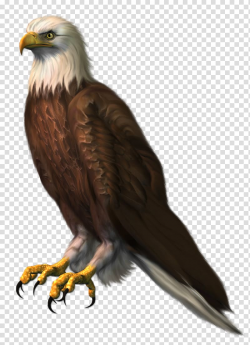 Bald Eagle Bird , eagle transparent background PNG clipart ...